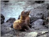 Galapagos - Sea Lions (5 images) 3