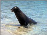 Galapagos - Sea Lions (5 images) 3