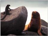 Galapagos - Sea Lions (5 images) 3