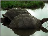 Galapagos Giant Tortoise (5 images)