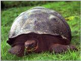 Galapagos Giant Tortoise (5 images)