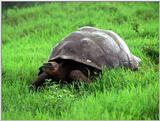 Galapagos Giant Tortoise (5 images)