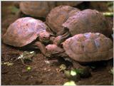 Galapagos Giant Tortoise (5 images)