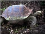 Galapagos Giant Tortoise (5 images)