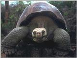 Galapagos Giant Tortoise (5 images)