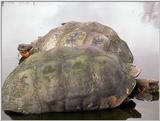 Galapagos Giant Tortoise (5 images)