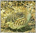 Hungarian Partridge