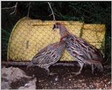 Erckel's Francolin, Francolinus erckelii