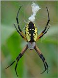 Garden Spider?