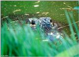 Gator in the Grass