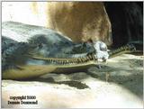 Gavial