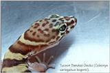 Tucson Banded Gecko (Coleonyx variegatus bogerti)