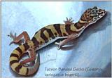 Tucson Banded Gecko (Coleonyx variegatus bogerti)