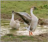 Testing my new camera + new film - colorful geese in Kruezen Animal park