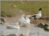 Did I forget to post this? Muddy geese in Kruezen Animal Park