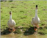 Haven't posted birds for some time - here's the Kruezen Animal Park burglar alarm :-)