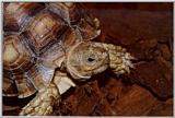 Spur thigh tortoise