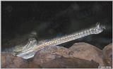 Gharial #1