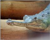 Gharial