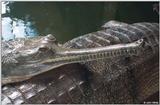 Gharial 1