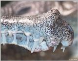 Gharial snout close-up