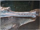 Gharial2