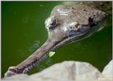 Gharial