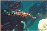 Ghost Pipefish