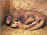 Re: Wanted: Giant Armadillo
