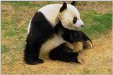 Panda=01=