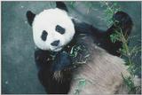 Panda=02=