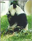 Panda Bear