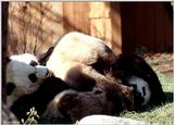 Giant Pands at Play  [09/11] - Giant Panda018.jpg (1/1)