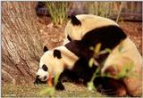 Giant Panda(s) 4