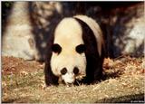 Giant Panda(s) 5