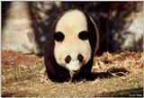 Giant Panda(s) 6