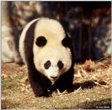 Giant Panda(s) 7