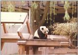 Panda eating a carrot