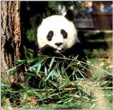 Giant Panda(s)  [01/15] - Giant Pandas001.jpg (1/1)