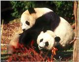 Giant Panda(s)  [02/15] - Giant Pandas001a.jpg (1/1)