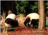 Giant Panda(s)  [03/15] - Giant Pandas002 standing on their heads.jpg (1/1)