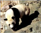 Giant Panda(s)  [04/15] - Giant Pandas003.jpg (1/1)