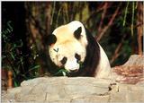 Giant Panda(s)  [05/15] - Giant Pandas004.jpg (1/1)