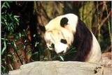 Giant Panda(s)  [07/15] - Giant Pandas006.jpg (1/1)