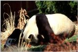 Giant Panda(s)  [08/15] - Giant Pandas007.jpg (1/1)