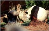 Giant Panda(s)  [09/15] - Giant Pandas008- Doing the head stand .jpg (1/1)