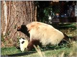 Giant Panda(s)  [10/15] - Giant Pandas009.jpg (1/1)