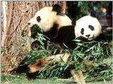 Giant Panda(s)  [12/15] - Giant Pandas011.jpg (1/1)