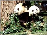 Giant Panda(s)  [13/15] - Giant Pandas012.jpg (1/1)