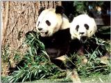 Giant Panda(s)  [14/15] - Giant Pandas013.jpg (1/1)